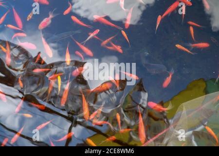 Colorati e affascinanti pesci di carpa Koi che si muovono in stagno con ombre e riflessi di luce, pesci di carpa nuotano sotto la superficie dell'acqua Foto Stock