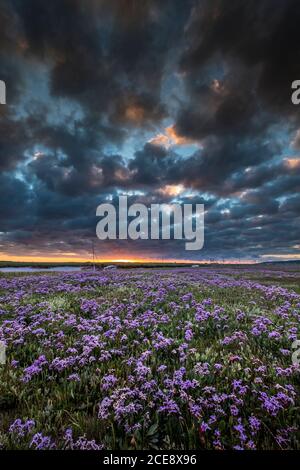 Lavanda di mare sulla palude di sale di Norfolk. Foto Stock