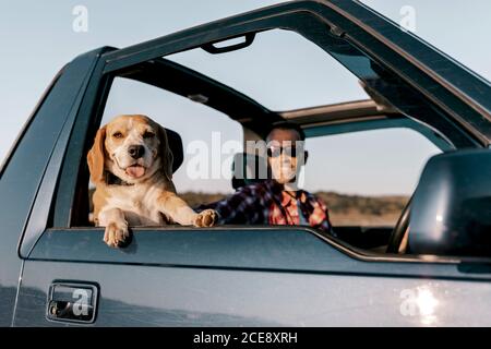 Affascinante Hovawart con lingua fuori seduto vicino sorridente turista maschile in occhiali da sole all'interno auto mentre si ammira il paesaggio durante la luce del giorno viaggio Foto Stock