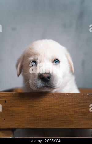 Carino cucito di Golden Retriever seduto in una scatola di legno Foto Stock