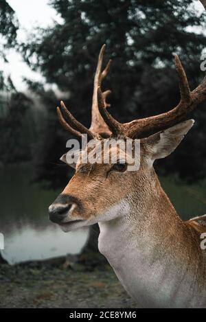 Vista laterale di cervi selvaggi macchiati con antlers che pascolano in boschi vicino stagno in giorno nuvoloso Foto Stock