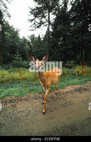 Giovane cervo in piedi su strada bagnata di sabbia sullo sfondo di alberi di conifere in boschi in giorno di coperto Foto Stock