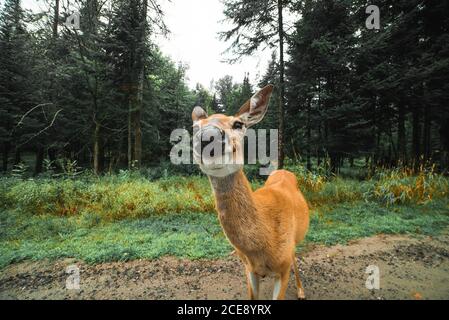 Giovane cervo in piedi su strada bagnata di sabbia sullo sfondo di alberi di conifere in boschi in giorno di coperto Foto Stock