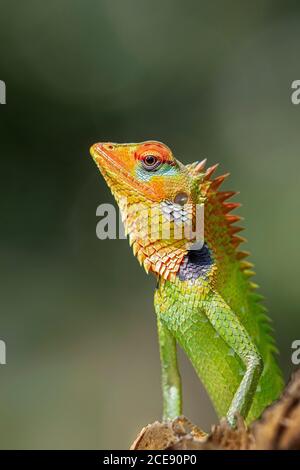 Sri Lanka, Waduwa, vita Ayurveda Resort, escursione Village tour. Lucertola verde comune della foresta (Calotes calotes). Maschio in stagione di allevamento. Foto Stock