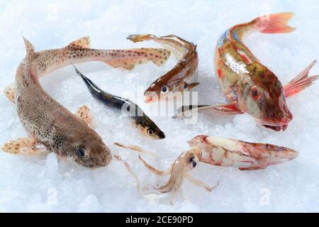 Pesca sul ghiaccio in un negozio di pescatori Foto Stock