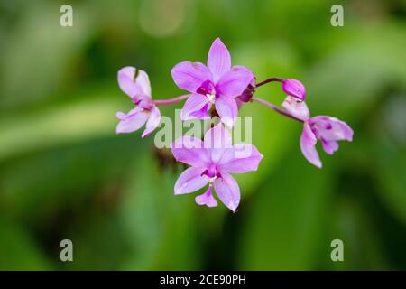 Sri Lanka, Waduwa, vita Ayurveda Resort, escursione Village tour. Orchidea. Foto Stock