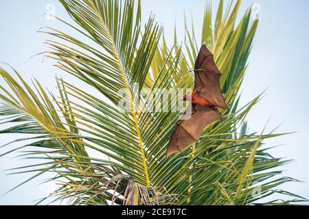 Sri Lanka, Waduwa, Life Ayurveda Resort. Indian Flying Fox (Pteropus medius, ex Pteropus giganteus), conosciuto anche come il grande Bat di frutta indiana. Foto Stock