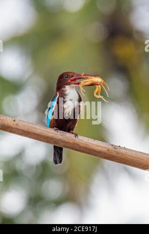 Sri Lanka, Waduwa, Life Ayurveda Resort. Kingfisher di razza bianca (Halcyon smyrnensis) con granchio. Foto Stock