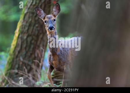 Un solo Roe Deer in un Bluebell Wood. Foto Stock