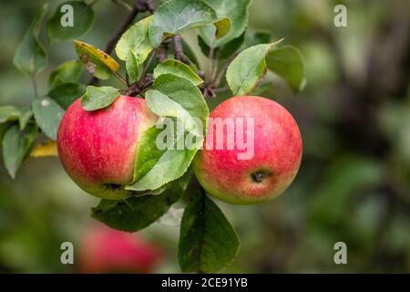 Mele biologiche sul ramo. Bio cibo sano mele in estate. Mele rosse con foglie in giardino. Foto Stock
