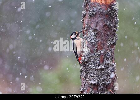 Un grande Picchio puntato un tronco di albero durante una nevicata. Foto Stock