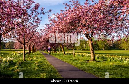 La fioritura dei ciliegi è in piena fioritura nel Parco Stray nel centro di Harrogate, mentre pochissime persone sono viste intorno a causa della chiusura. Foto Stock