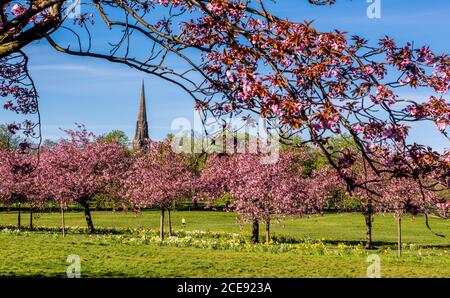 La fioritura dei ciliegi è in piena fioritura nel Parco Stray nel centro di Harrogate, mentre pochissime persone sono viste intorno a causa della chiusura. Foto Stock