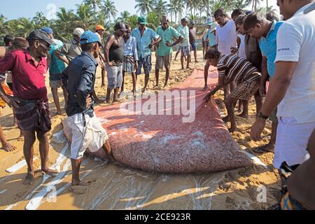 Sri Lanka, Waduwa, Life Ayurveda Resort. Spiaggia. Pescatori. Foto Stock