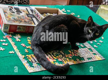 Un gatto nero fissando la macchina fotografica mentre si siede nel mezzo di un puzzle mezzo completato. Foto Stock