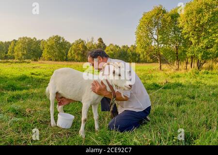 Un anziano asiatico in una camicia bianca migola una capra bianca su un prato in un villaggio siberiano, Russia Foto Stock