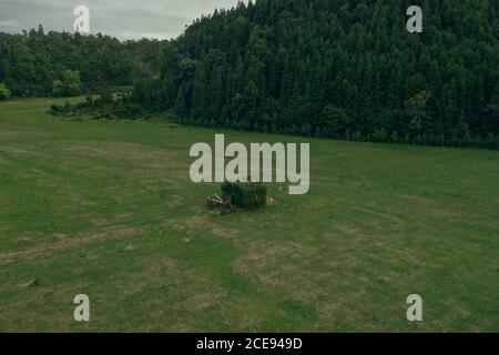 Piccola casa situata nel mezzo di campo coperto di erba sullo sfondo della foresta Foto Stock