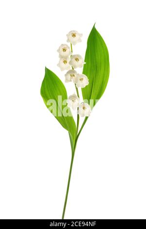 Lily della valle isolato su sfondo bianco Foto Stock