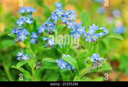 Forget me nots (Myosotis) Fiori in un prato Foto Stock