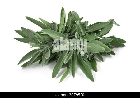 Piante salate (salvia officinalis) isolate su sfondo bianco Foto Stock