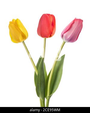 I tulipani fiori isolati su sfondo bianco Foto Stock