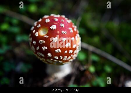 Berretto Amanita muscaria piccolo. Vista dall'alto del fungo velenoso mosca agarica o mosca amanita. Sgabello macchiato rosso in ambiente forestale. Foto Stock