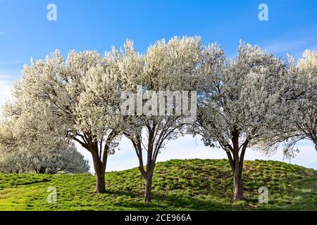 Bellissimi peri Bradford fioriti in primavera in Texas Foto Stock