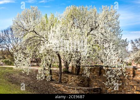 Bellissimi peri Bradford fioriti in primavera in Texas Foto Stock