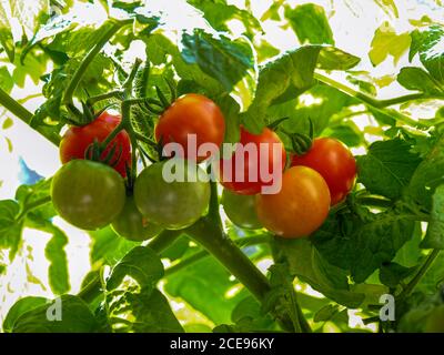 Pomodori rossi mature e verdi non mature, varietà Red Robin, che si sviluppa su un traliccio Foto Stock