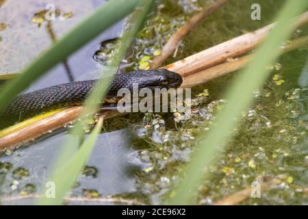 Serpente d'acqua settentrionale che si basa su canne galleggianti in ambiente paludoso Foto Stock