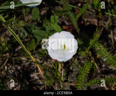 Bindweed è una pianta di arrampicata, tuttavia, fotografata qui a terra. Foto Stock