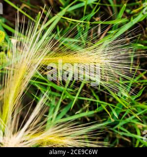 Graminacee selvatiche che crescono su central Colorado ranch; USA Foto Stock