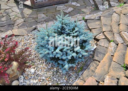 Nani a crescita lenta abete blu (Picea pungens) Varietà glauca globosa - bella decorazione sempreverde sempreverde pianta di conifere per giardinaggio e paesaggio d Foto Stock