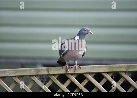 Woodpigeon comune (Columba palumbus) Appollaiato su lattice Fence di fronte a Static Caravan in Galles Foto Stock