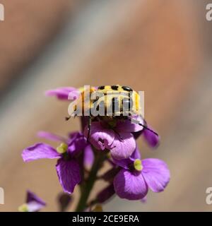 Eurasian Bee Beetle (Trichius fasciatus) su Wallflower Foto Stock