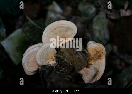 pleurotus pulmonarius che cresce nel bosco marcio della foresta pavimento Foto Stock