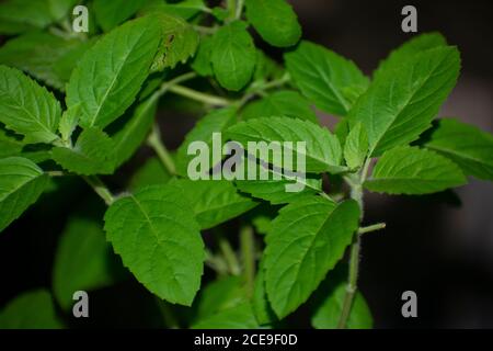 Tulsi o Ocimum Sanctum, noto anche come basilico santo, è un'erba medicinale usata in Ayurveda, una forma di medicina alternativa che ha avuto origine in India Foto Stock