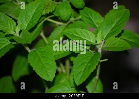 Tulsi o Ocimum Sanctum, noto anche come basilico santo, è un'erba medicinale usata in Ayurveda, una forma di medicina alternativa che ha avuto origine in India Foto Stock