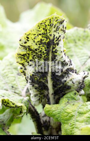 Retro del congedo di Comfrey (Symphytum officinale) Coperto con afidi di fagioli neri (Aphis fabae) Foto Stock