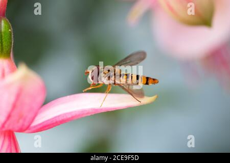 Volata di marmalata (Episyrphus balteatus) poggiante sul petalo del fiore di Fuchsia Foto Stock