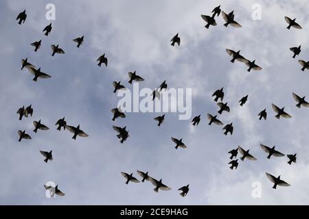 Blauer Himmel mit fliegendem Vogelschwarm Foto Stock