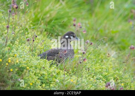 Anatra Harlequin / anatra dipinta (Histrionicus histrionicus) femmina in prato in estate, Islanda Foto Stock