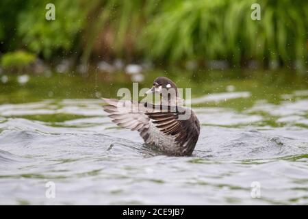 Anatra Harlequin / anatra dipinta (Histrionicus histrionicus) femmina che nuotano nel lago e flapping ali in estate, Islanda Foto Stock