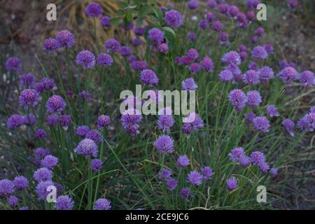 Sfondo di fiori di erba cipollina e verde fogliame Foto Stock