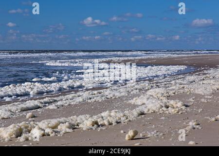 Schiuma di mare / schiuma da spiaggia / spuma, creata dall'agitazione dell'acqua di mare e dalla rottura offshore delle fioriture di alghe, lavata / soffiata sulla spiaggia in primavera Foto Stock