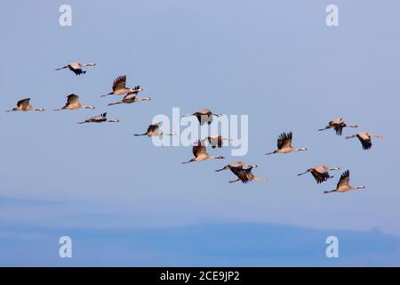 Gregge migrante di gru comuni / gru eurasiatica (Grus grus) volare contro il cielo blu durante la migrazione in autunno / autunno Foto Stock