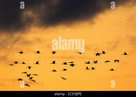 Migrazione gregge di gru comuni / gru eurasiatica (Grus grus) volare al tramonto durante la migrazione, silhouette contro il cielo arancione Foto Stock