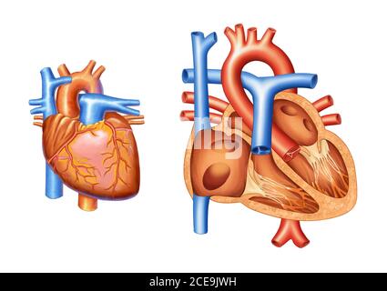 illustrazione del cuore e della sua vascolarizzazione. Sezione trasversale di un cuore normale Foto Stock