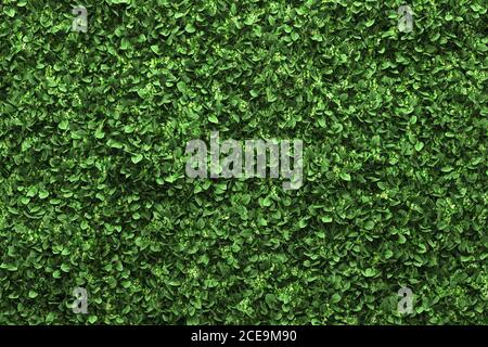 Green box hedge sfondo con foglie verdi Foto Stock