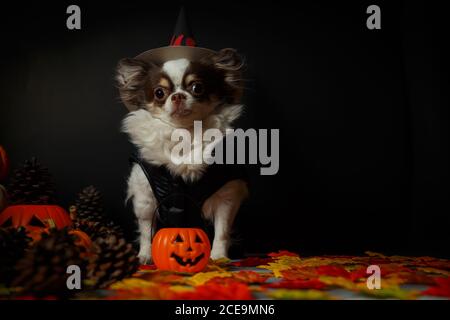 Adorabile cane chihuahua che indossa un cappello di strega di Halloween con zucca su sfondo scuro. Foto Stock